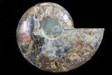 Bargain, Polished Ammonite Fossil (Half) - Agatized #72951-1